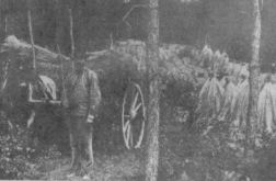 récolte de seigle en forêt